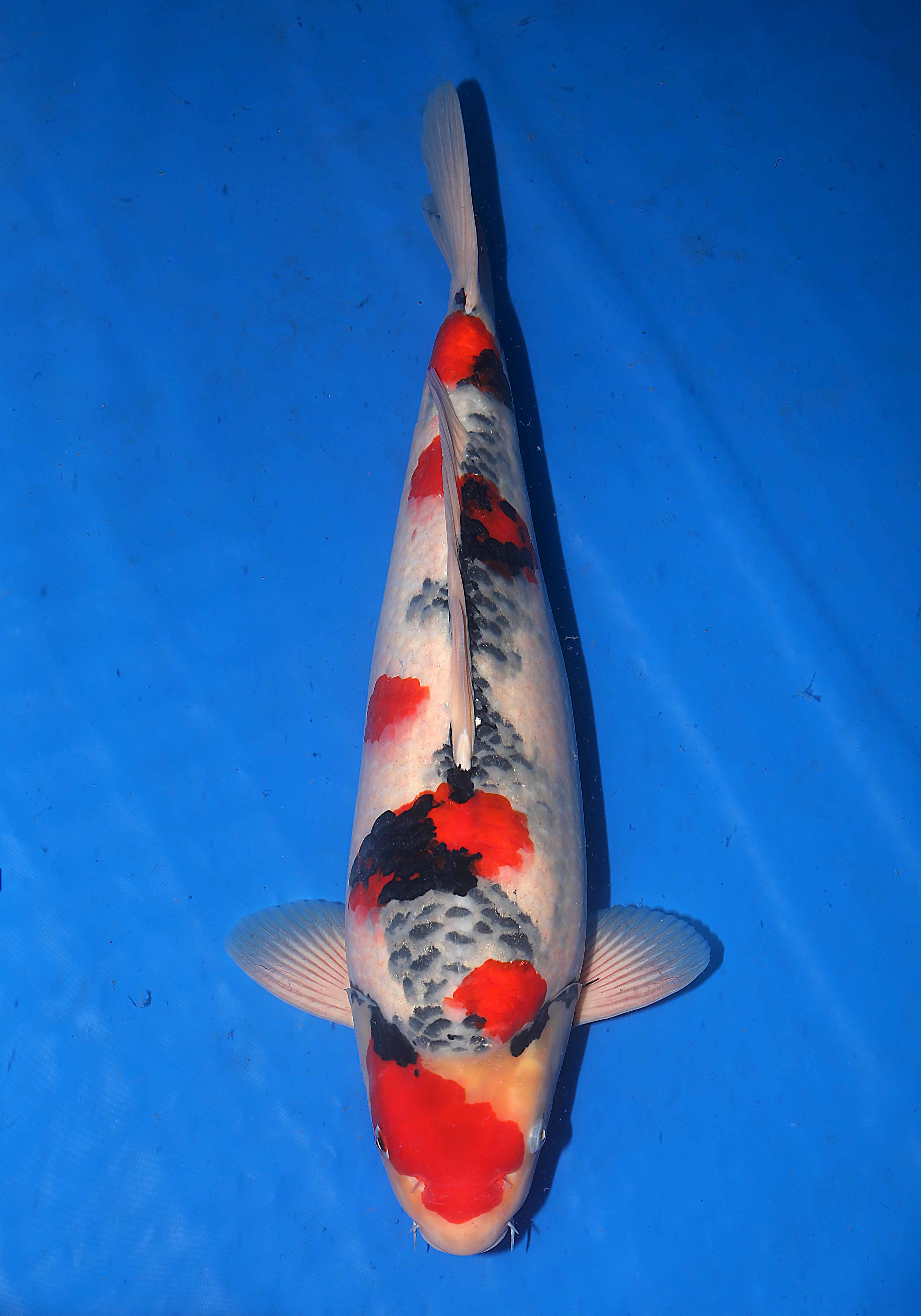 Japanse koi Isa   Showa Sansai 50cm