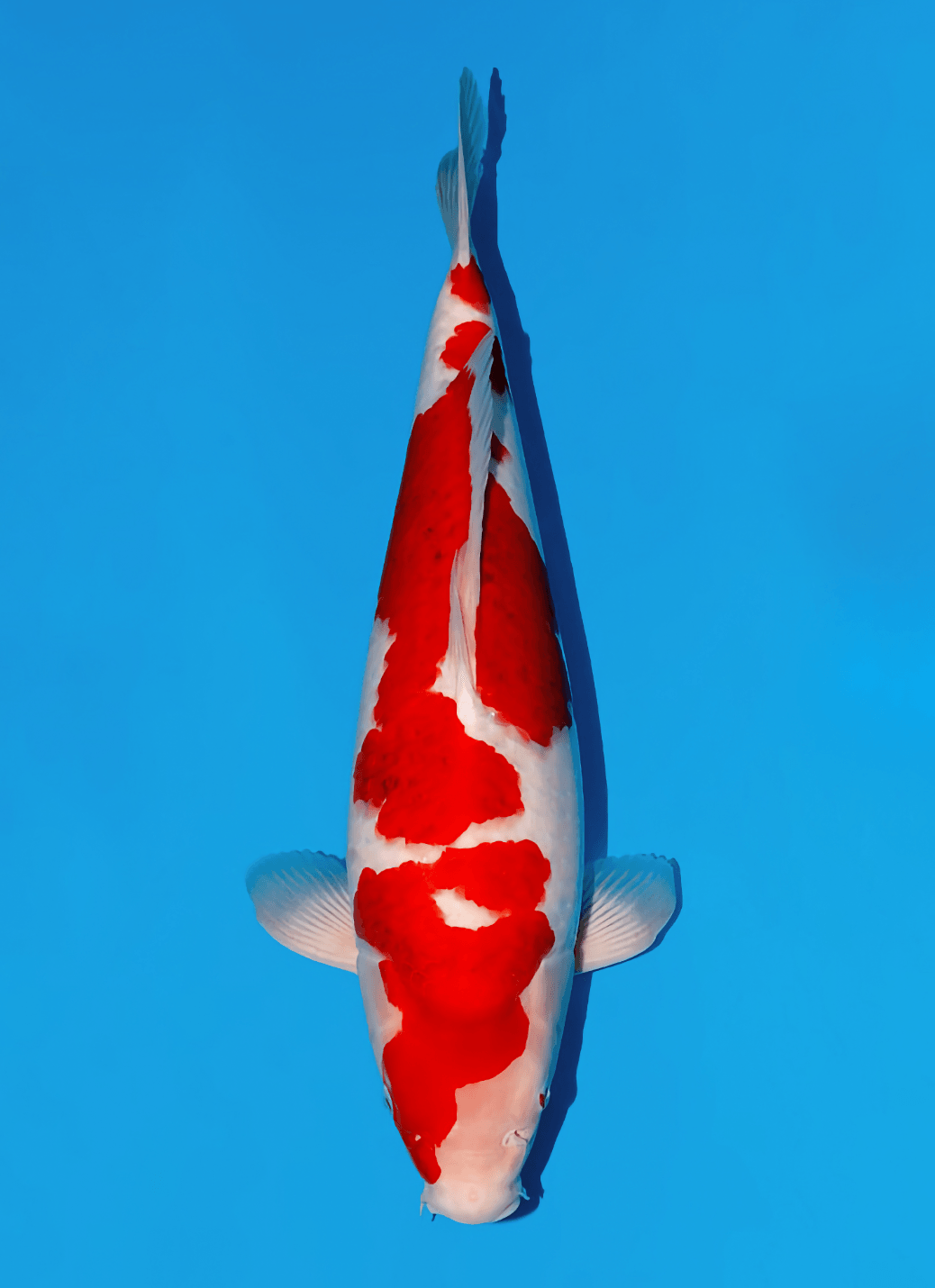 Japanse koi Momotaro Kamuy  Goromo Tosai 51cm