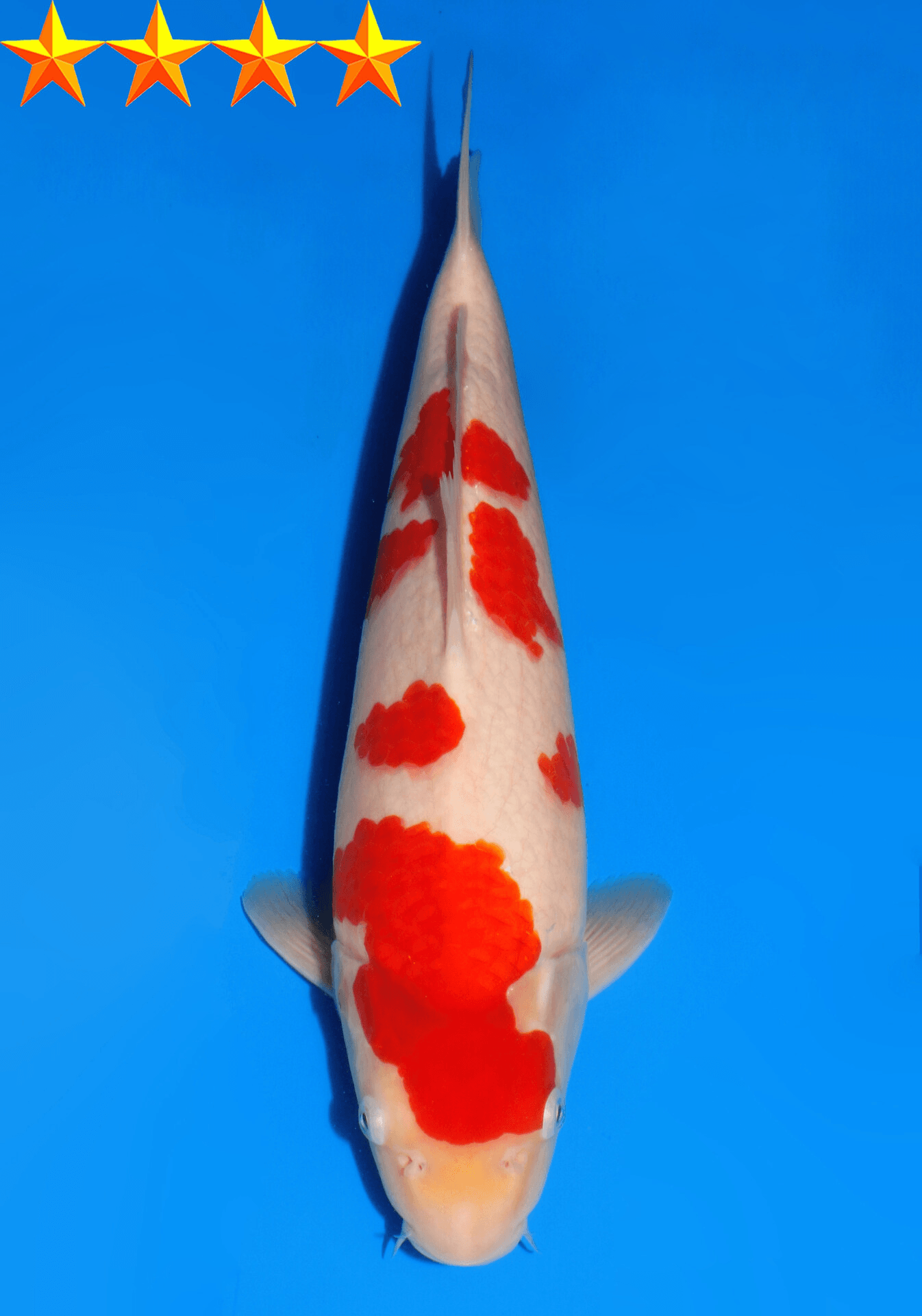 Japanse koi Dainichi Kohaku RedTiger Yonsai 34 cm Unknown