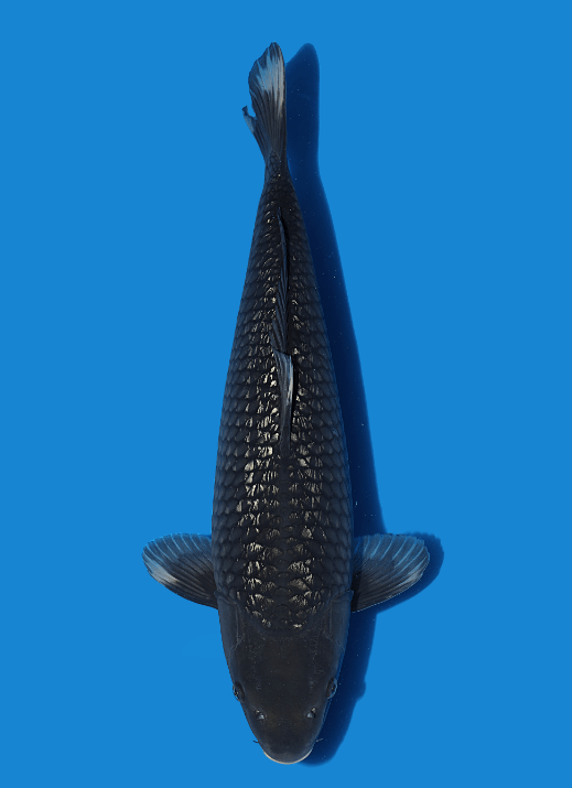 Japanse koi Ikarashi Ginrin Soragoi Godzilla Rokusai + 55 cm Female