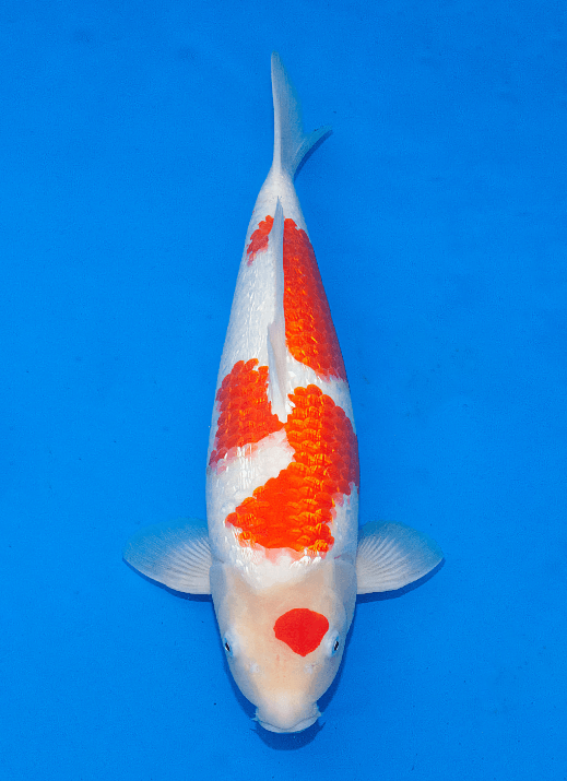 Japanse koi Ogata Marusei Ginrin Kohaku Nisai 49cm