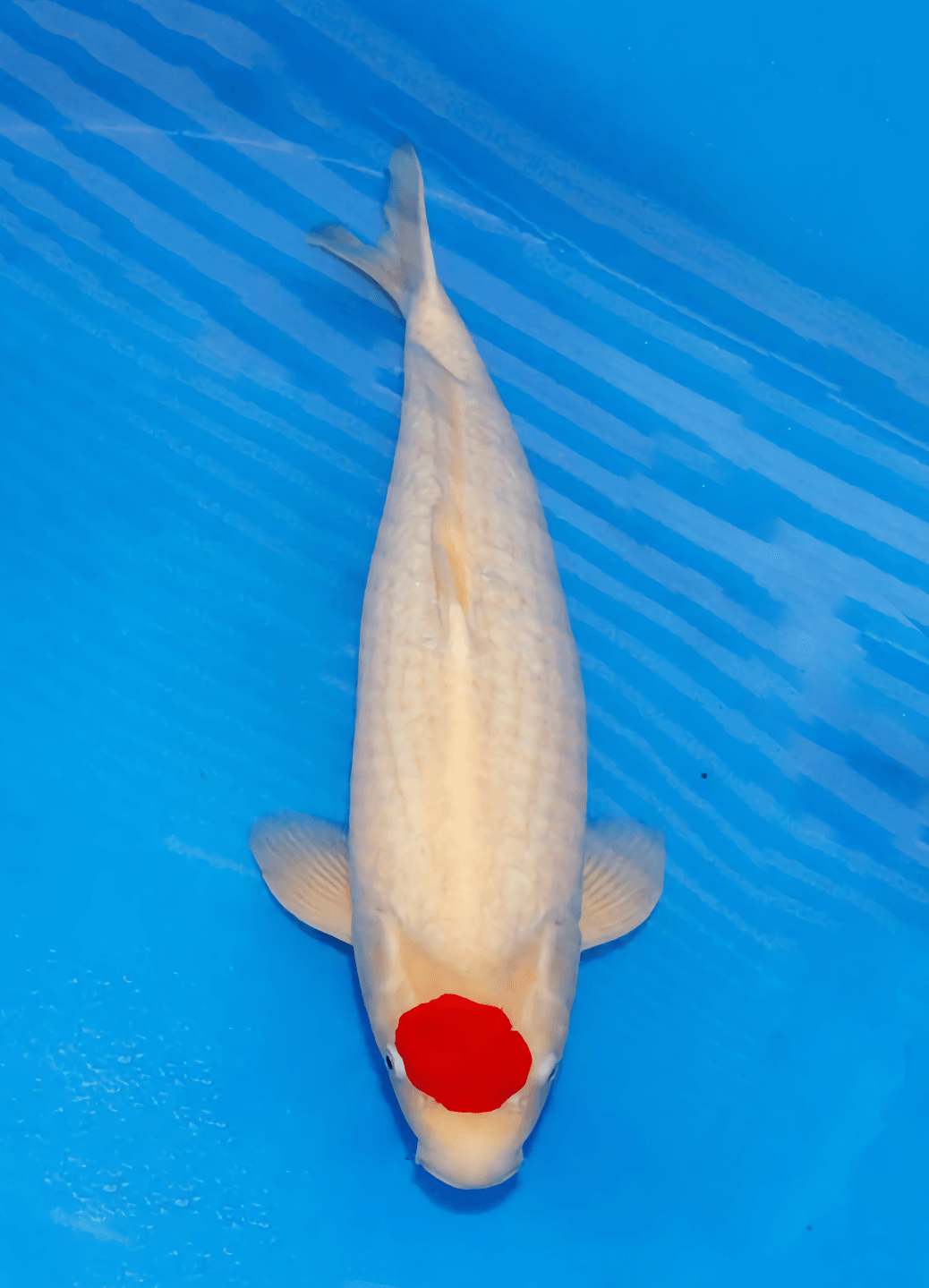 Japanse koi Marushin    Kohaku Sansai 50cm