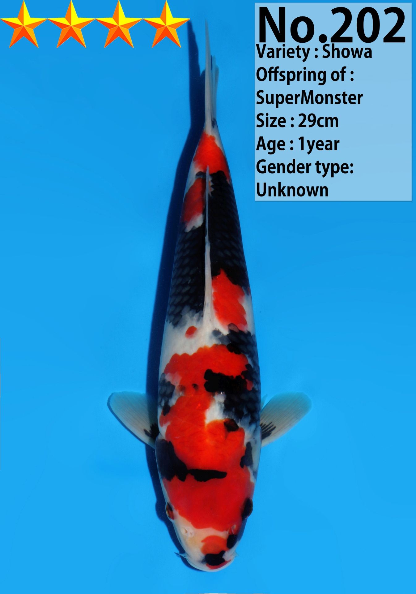Japanse koi Dainichi Showa SuperMonster Rokusai + 29 cm Unknown