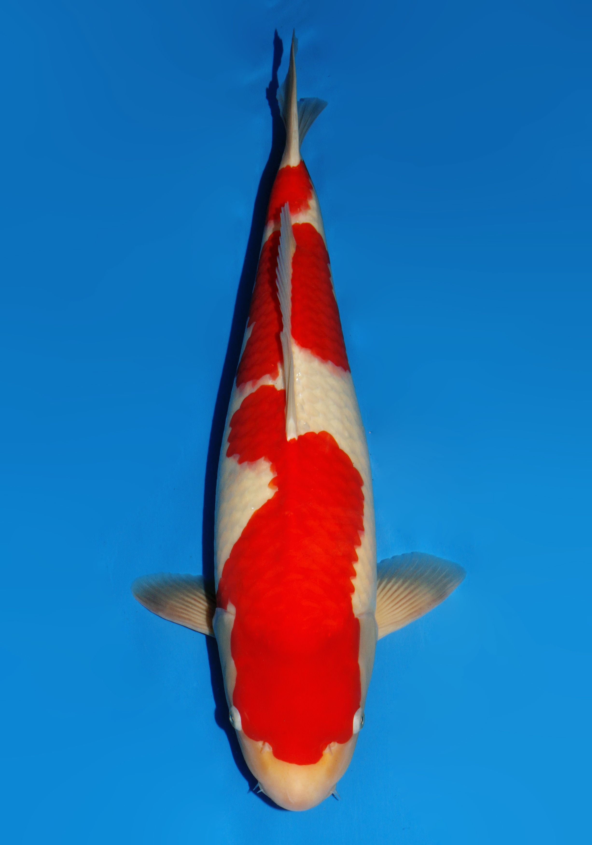 Japanse koi Dainichi Kohaku Gosai 56 cm Male
