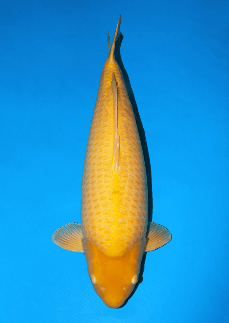 Japanse koi Yagenji Karashigoi Super Mango Rokusai + 83 cm Female