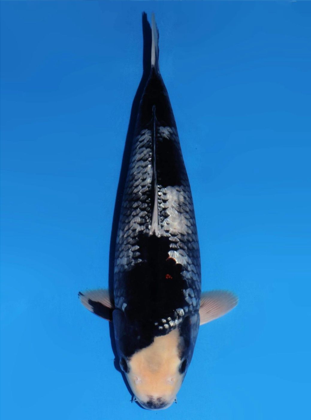 Japanse koi Dainichi Ginrin Ochiba BlackDiamondX Rokusai + 46 cm Male