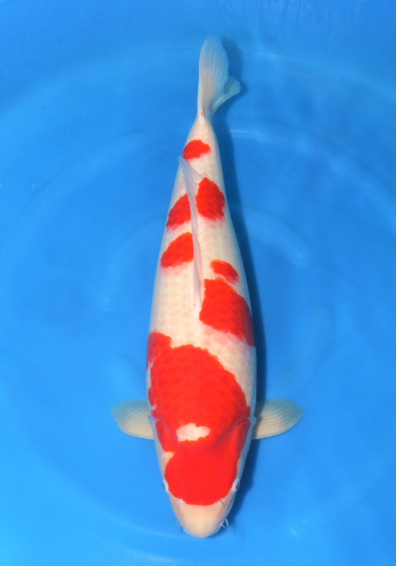 Japanse koi Marudo Kohaku Rokusai + 66 cm Male