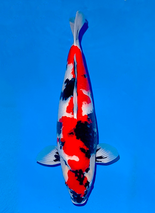 Japanse koi Ogata Showa Isa Rokusai + 55 cm Female