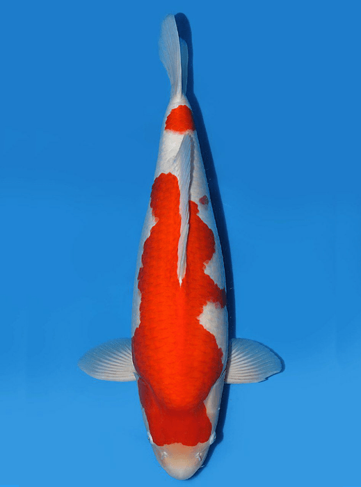 Japanse koi Torazo Kohaku Rokusai + 56 cm Female