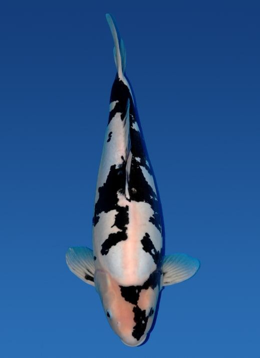 Japanse koi Hiroi Doitsu Shiro-utsuri Rokusai + 64 cm Female