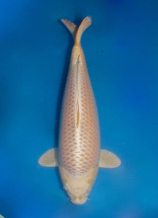 Japanse koi Marusei Mukashi Ogon Rokusai + 85 cm Female