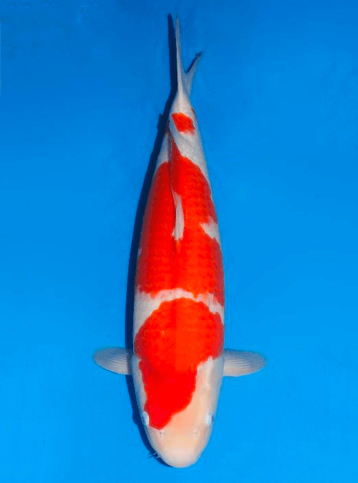 Japanse koi Dainichi Kohaku DMJr Rokusai + 52 cm Female