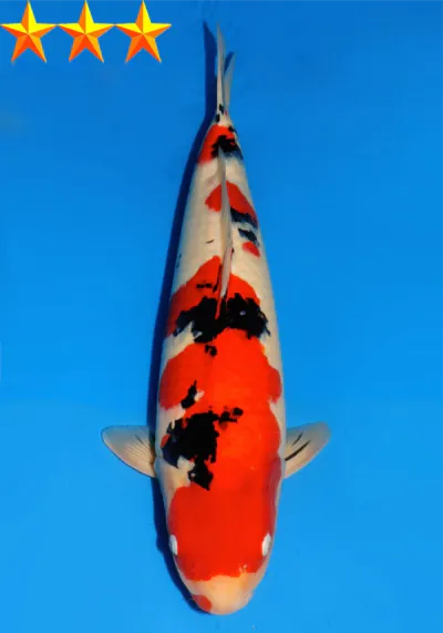 Japanse koi Dainichi MSankeJr  Sanke Sansai 63cm