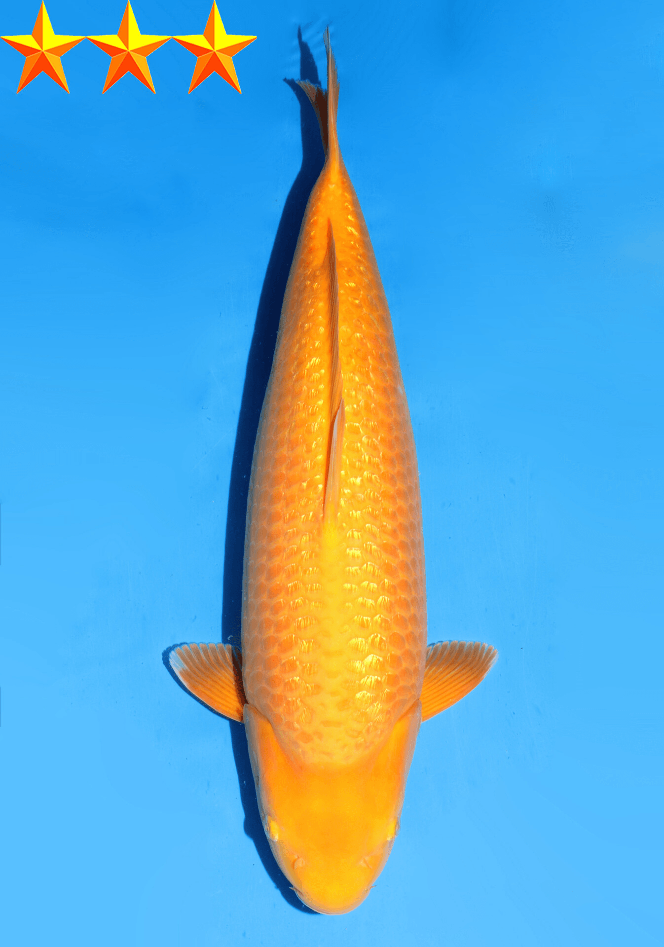 Japanse koi Dainichi Ginrin Karashigoi YellowMonkey Gosai 59 cm Female