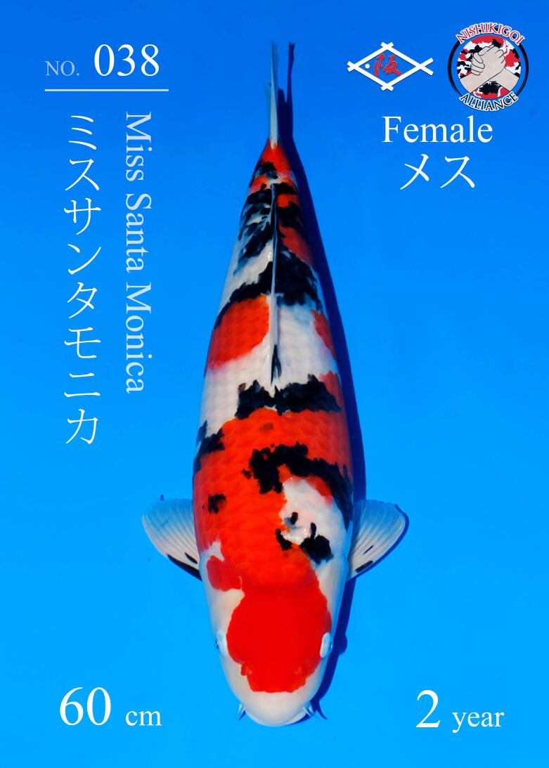 Japanse koi Sakai Fish Farm Sanke Miss Santa Monica Nisai 60 cm Female