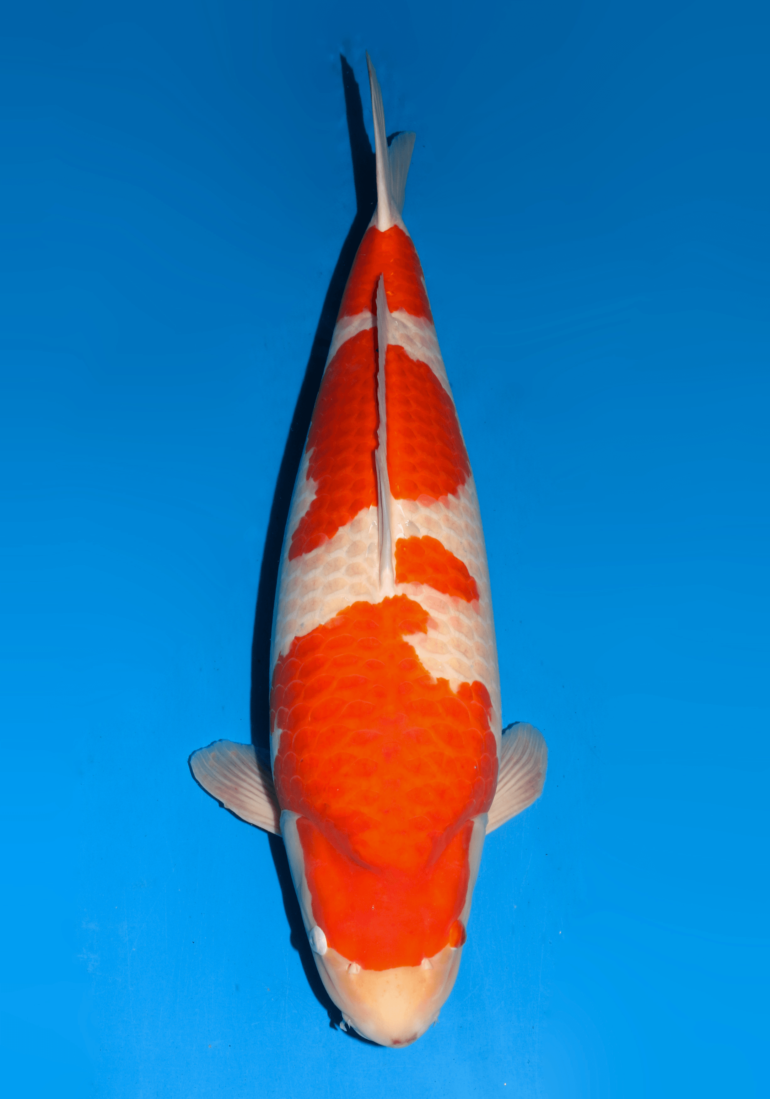 Japanse koi Dainichi RedTiger  Kohaku Gosai 78cm