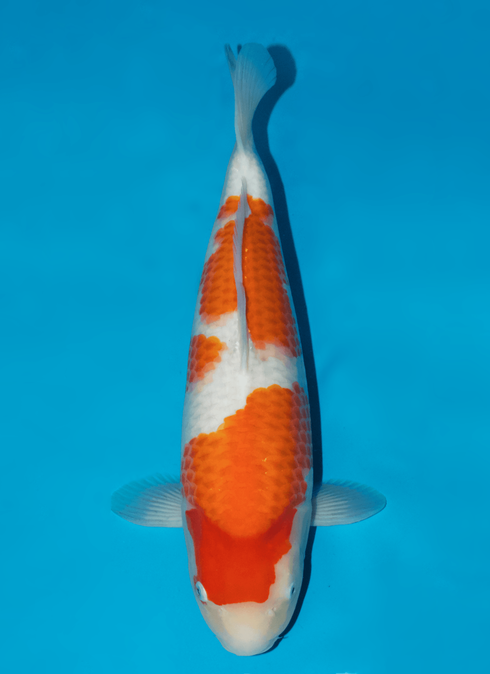 Japanse koi Sakai Fish Farm Kohaku Sakai Gosai 47 cm Female