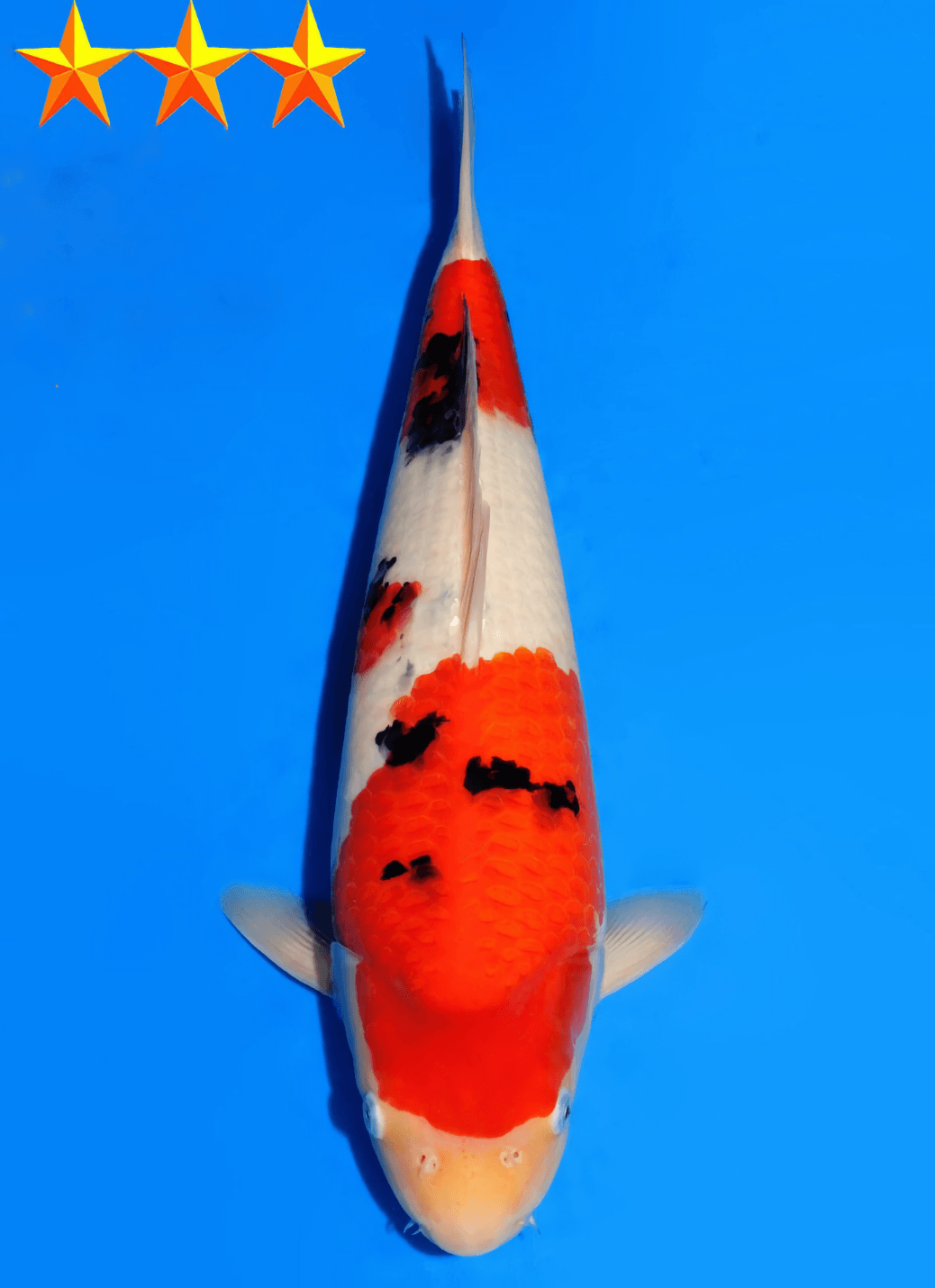 Japanse koi Dainichi MSankeJr  Sanke Tosai 44cm