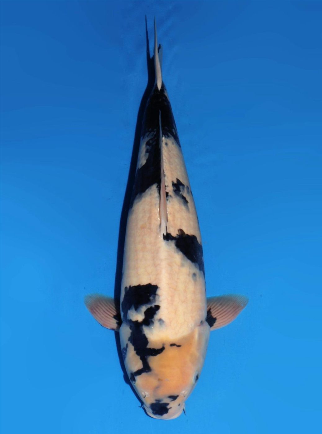 Japanse koi Dainichi Shiro-utsuri SuperMonster Rokusai + 55 cm Male