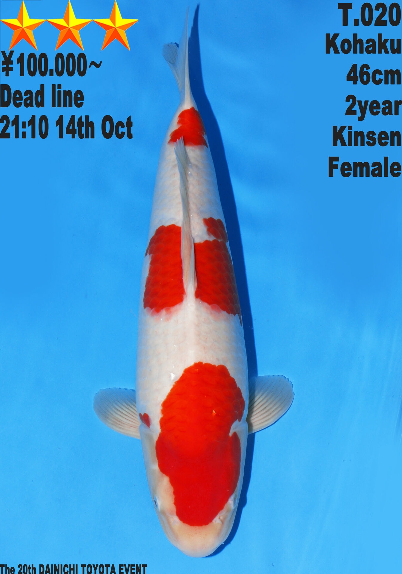 Japanse koi Dainichi Toyota Kohaku Kinsen Gosai 46 cm Female