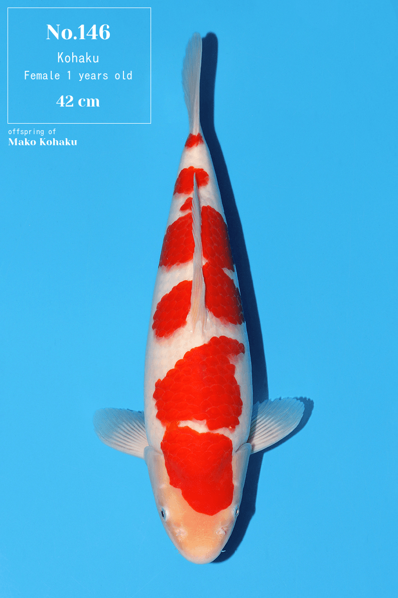 Japanse koi Momotaro Mako  Kohaku Nisai 42cm