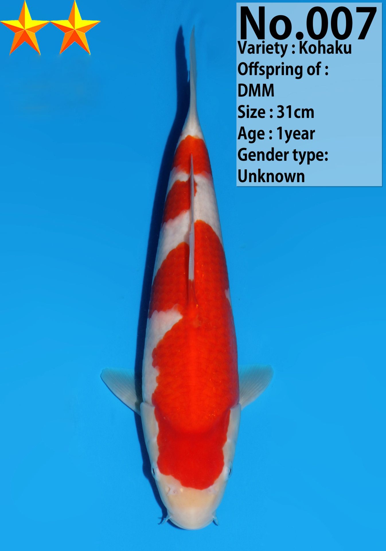 Japanse koi Dainichi Kohaku DMM Rokusai + 41 cm Unknown