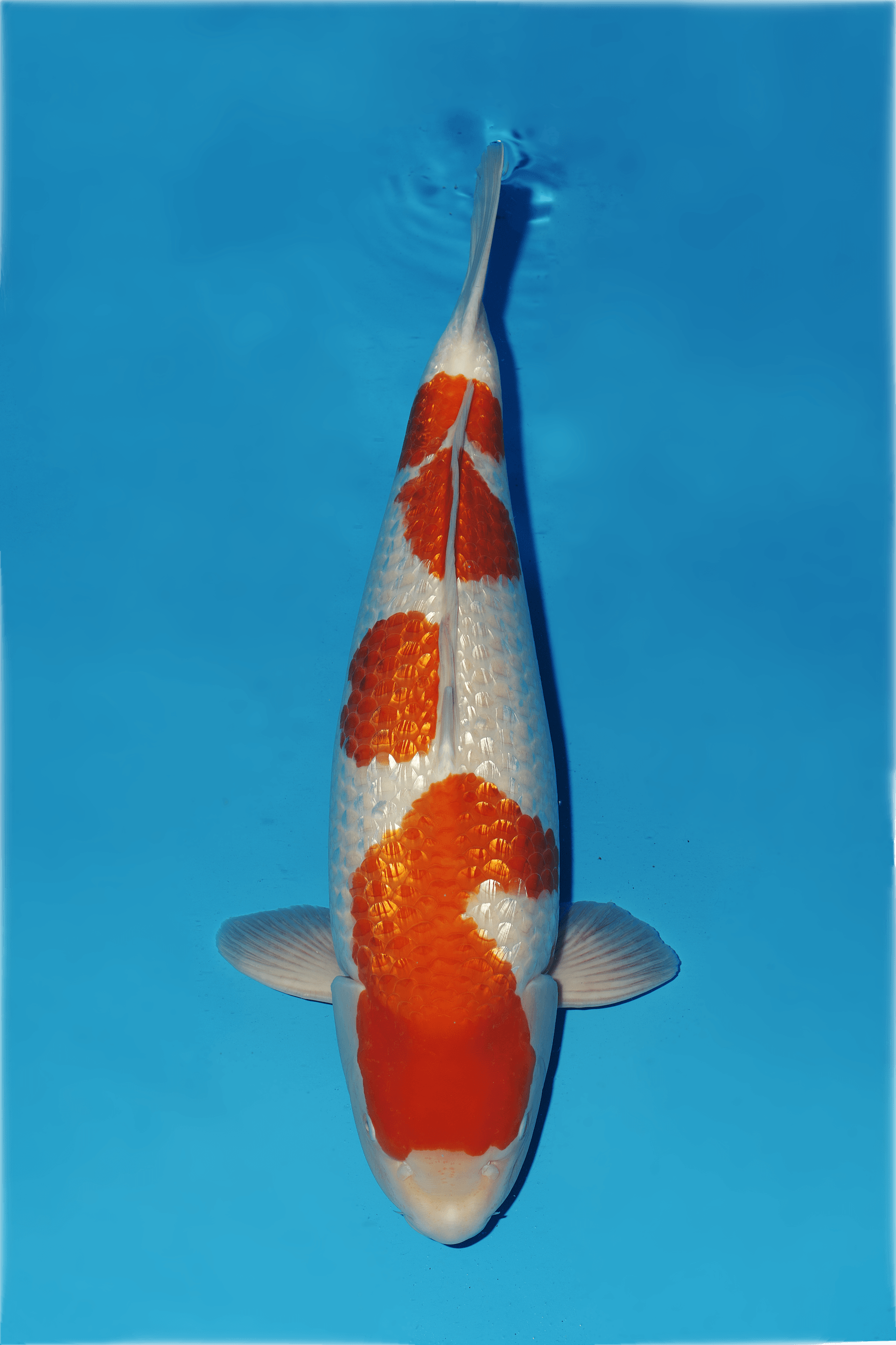 Japanse koi te koop Dainichi Ginrin Kohaku XGinrin Rokusai + 71 cm Female