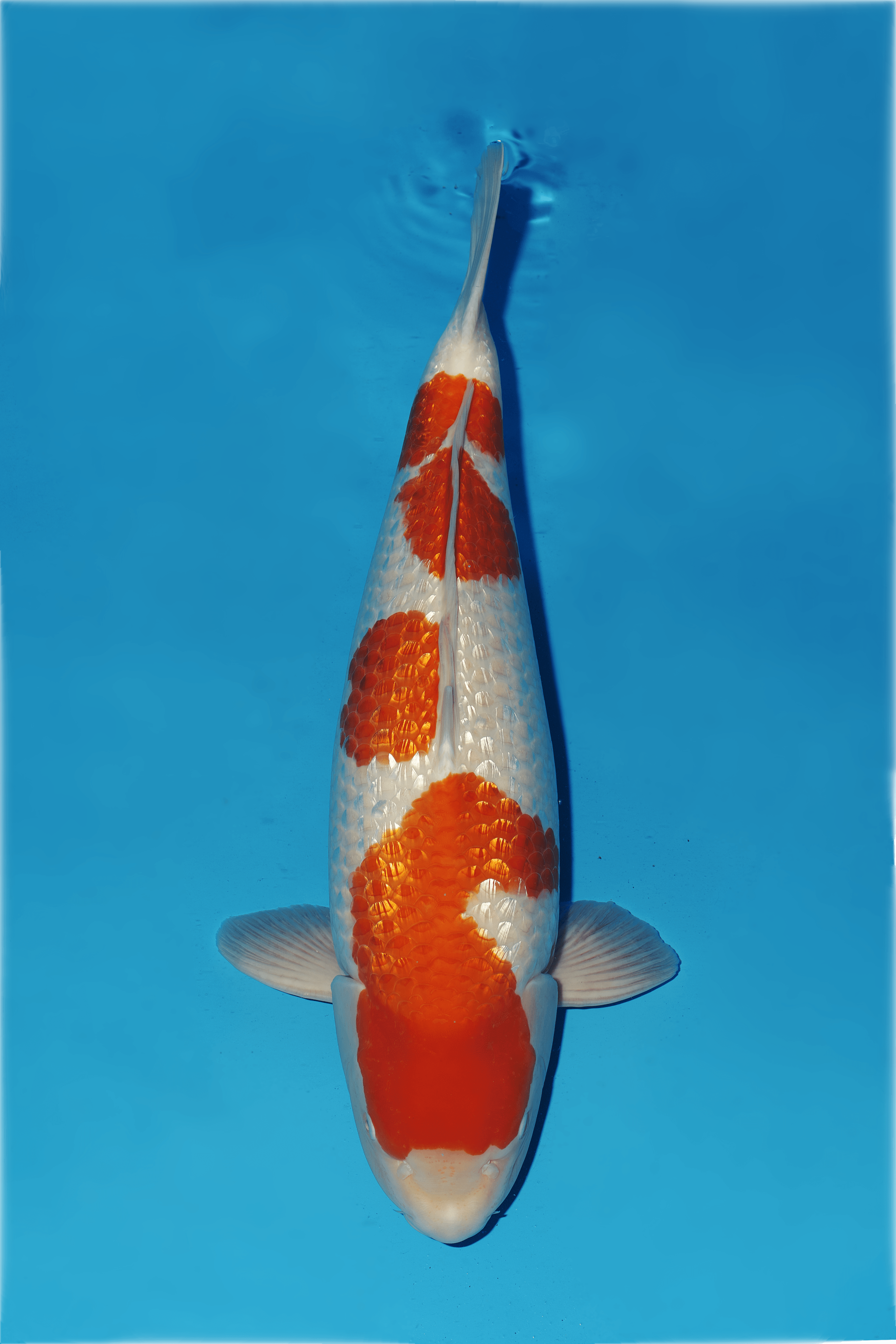 Japanse koi Dainichi XGinrin Ginrin Kohaku Gosai 65cm