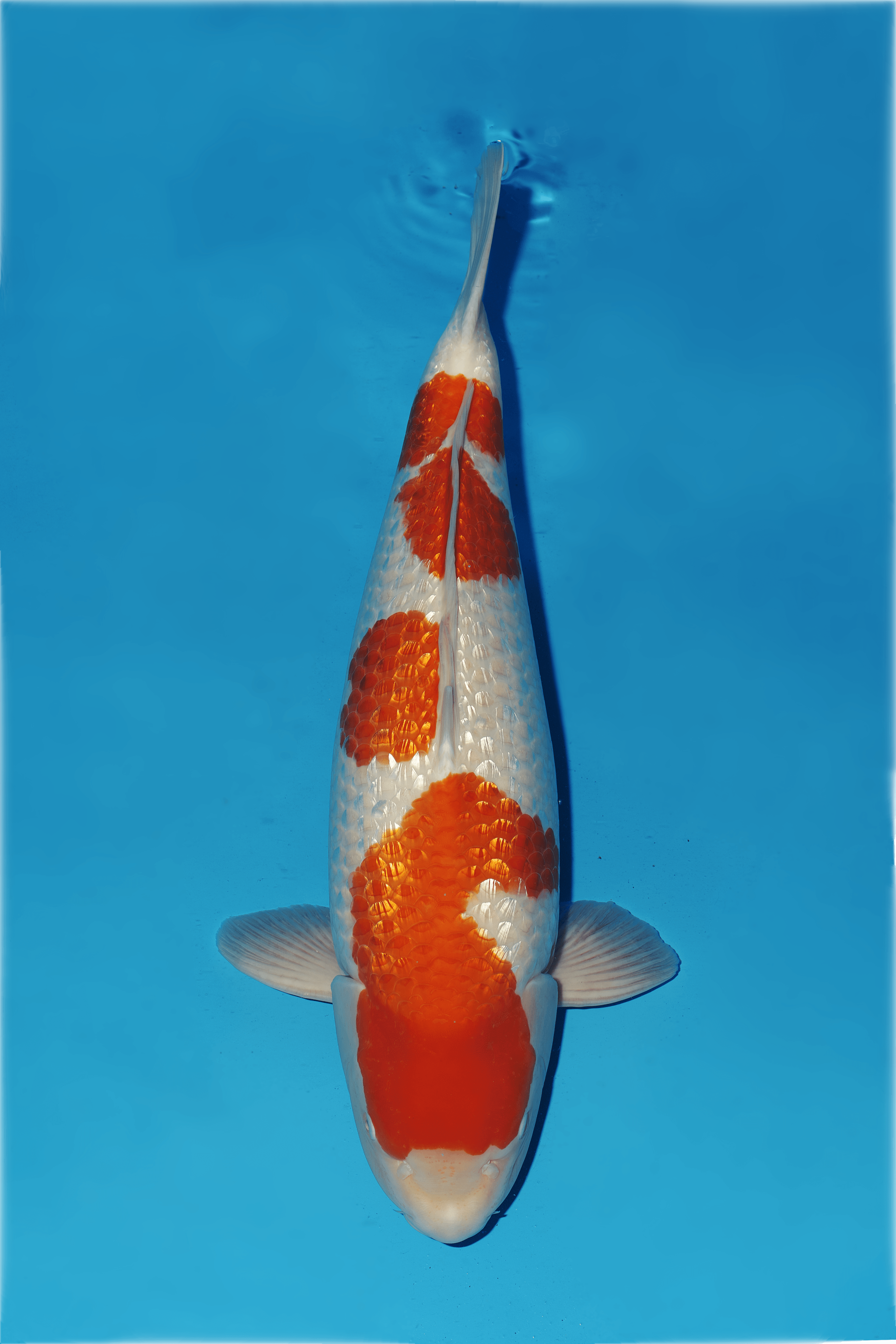 Japanse koi Dainichi XGinrin Ginrin Kohaku Yonsai 65cm