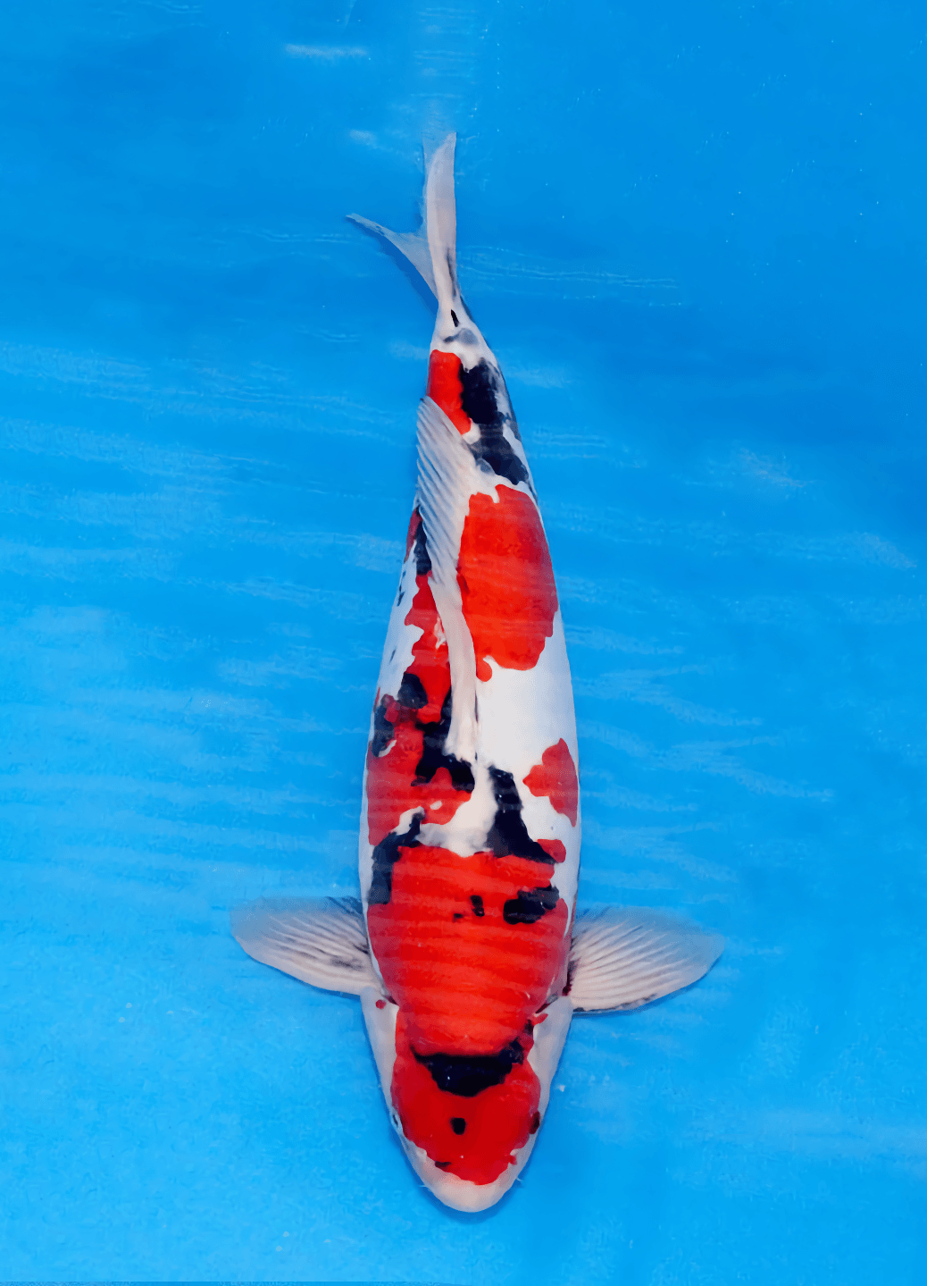 Japanse koi Marushin Doitsu Showa Rokusai + 50 cm Male