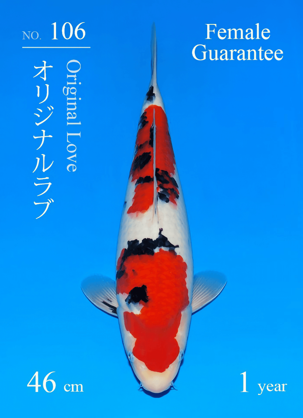 Japanse koi Sakai Fish Farm Original love  Sanke Tosai 46cm