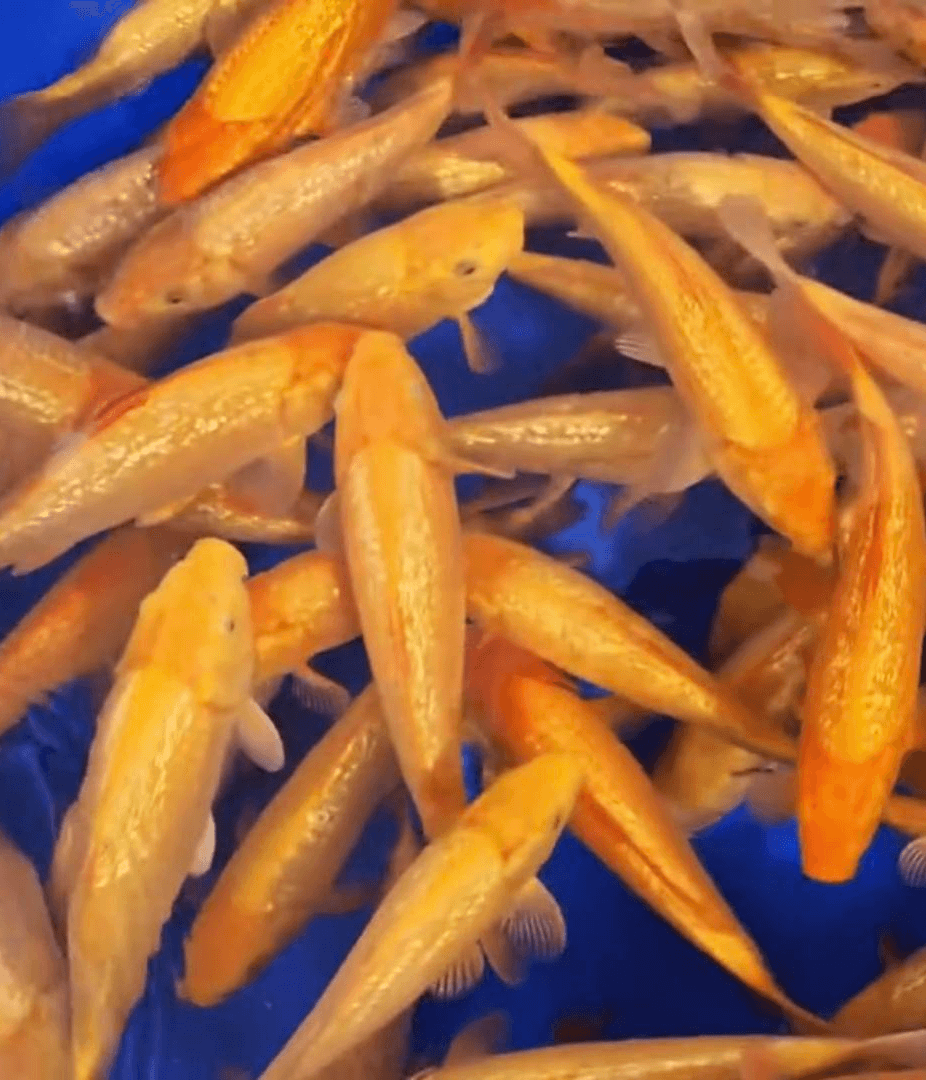 Japanse koi Dainichi YellowMonkey Ginrin Karashigoi Tosai 32cm