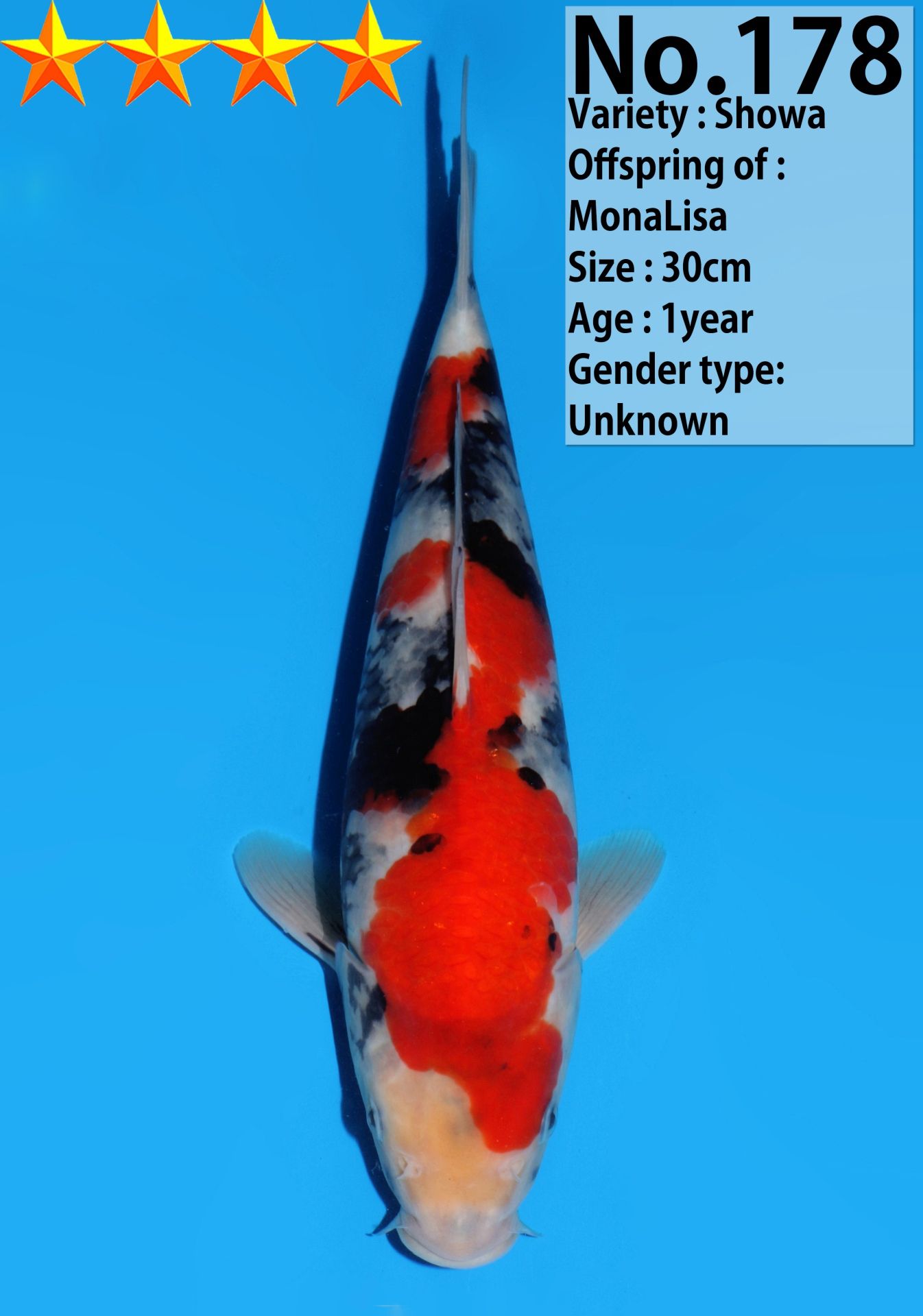 Japanse koi Dainichi Showa MonaLisa Rokusai + 41 cm Unknown