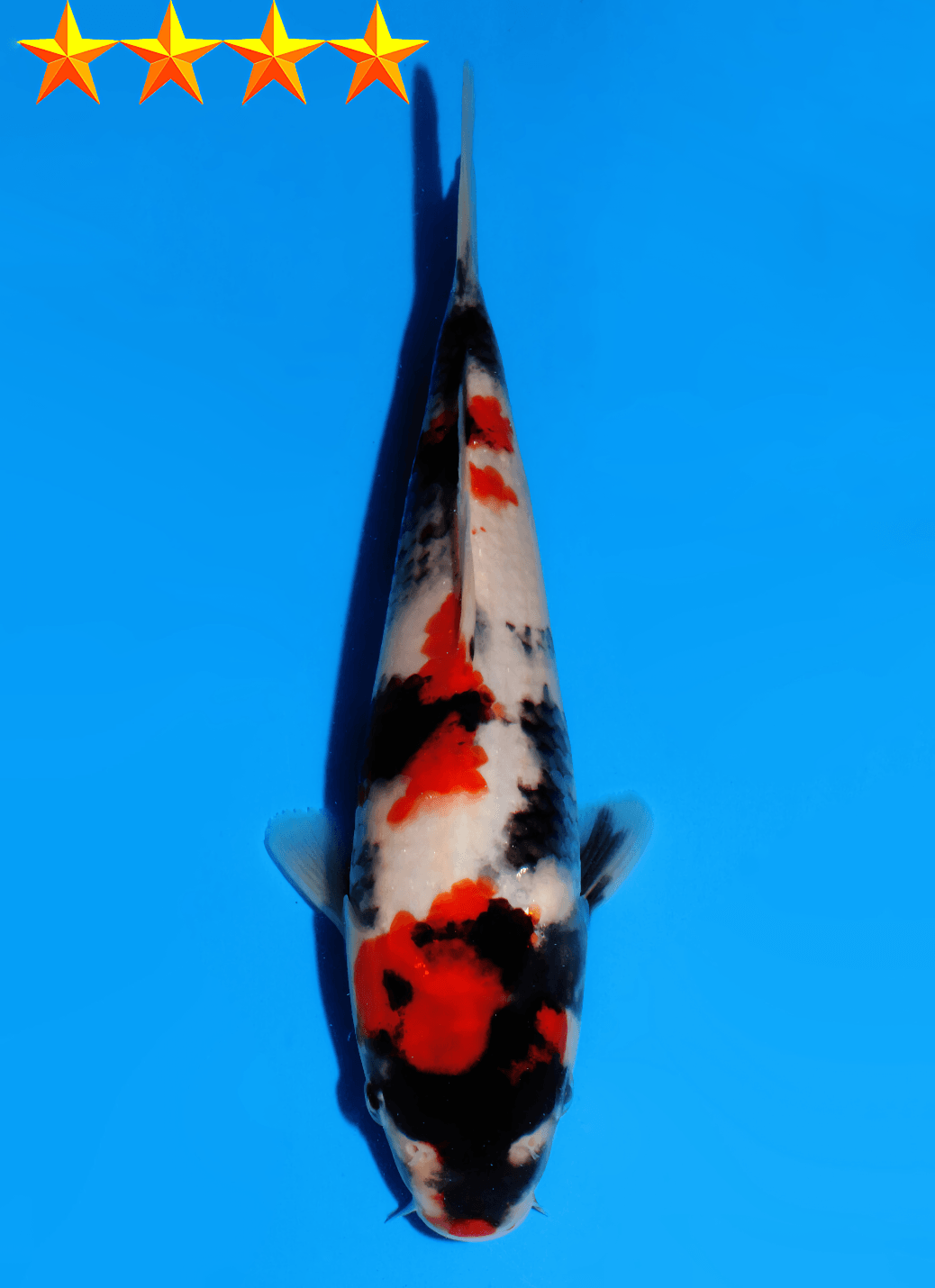 Japanse koi Dainichi Showa SuperMonster Gosai 22 cm Unknown