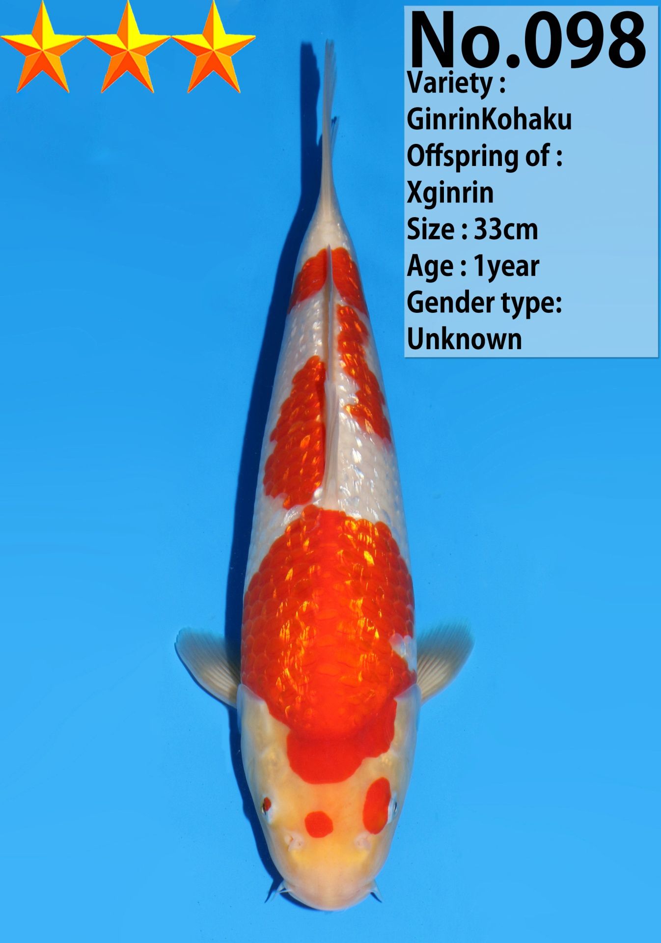 Japanse koi Dainichi Ginrin Kohaku XGinrin Rokusai + 33 cm Unknown