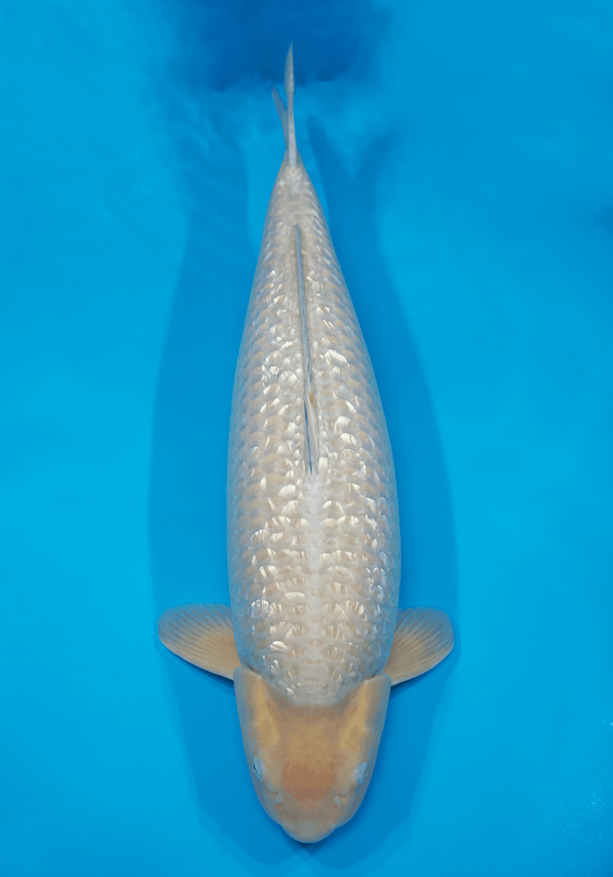 Japanse koi Marusei Ginrin Soragoi Rokusai + 82 cm Female