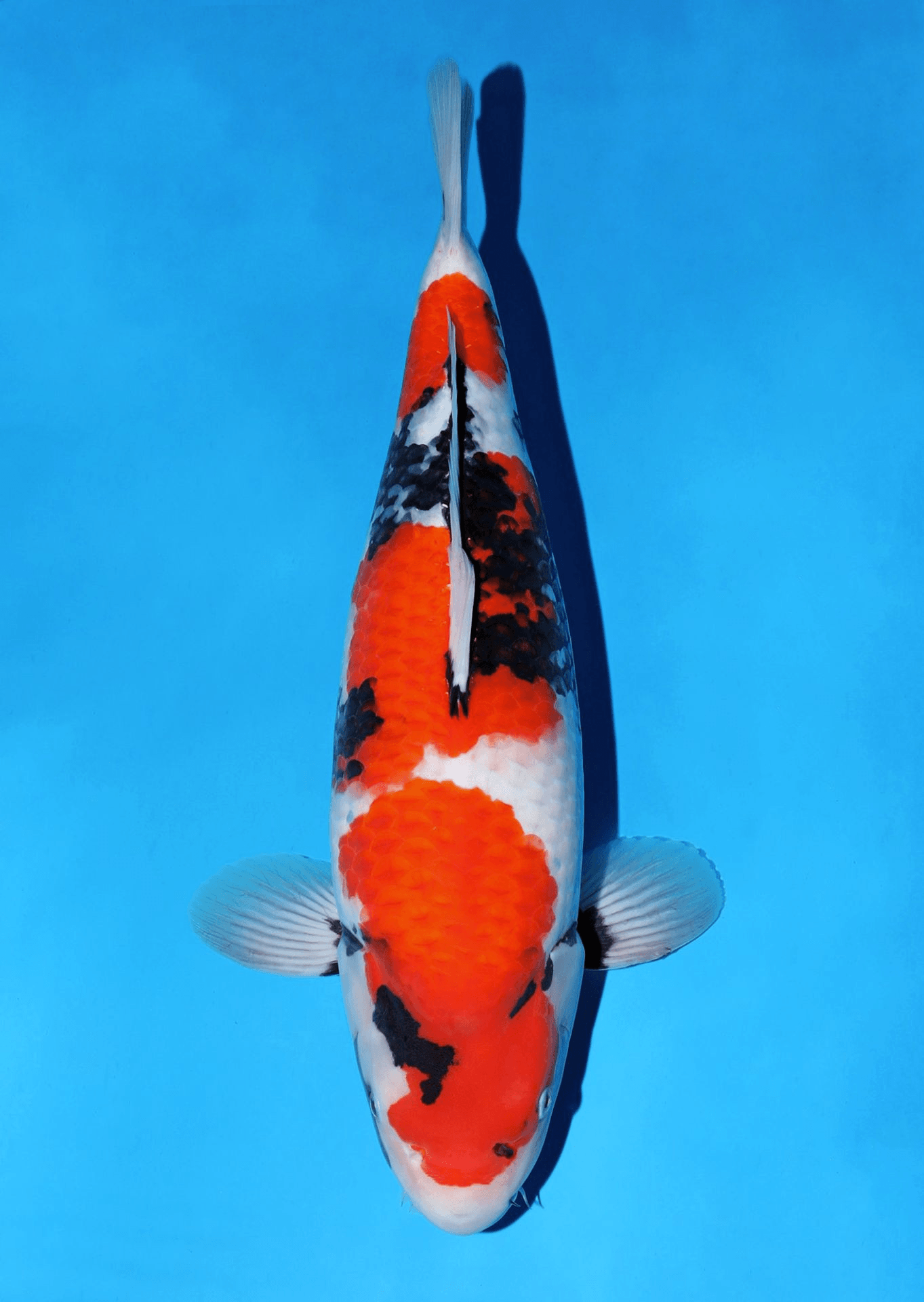 Japanse koi Omosako   Showa Sansai 53cm