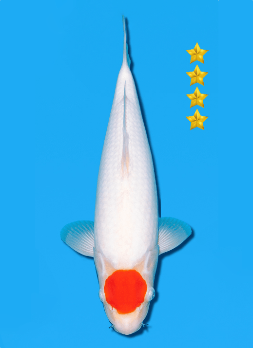 Japanse koi Ogata Kohaku Sakai Yonsai 36 cm Female