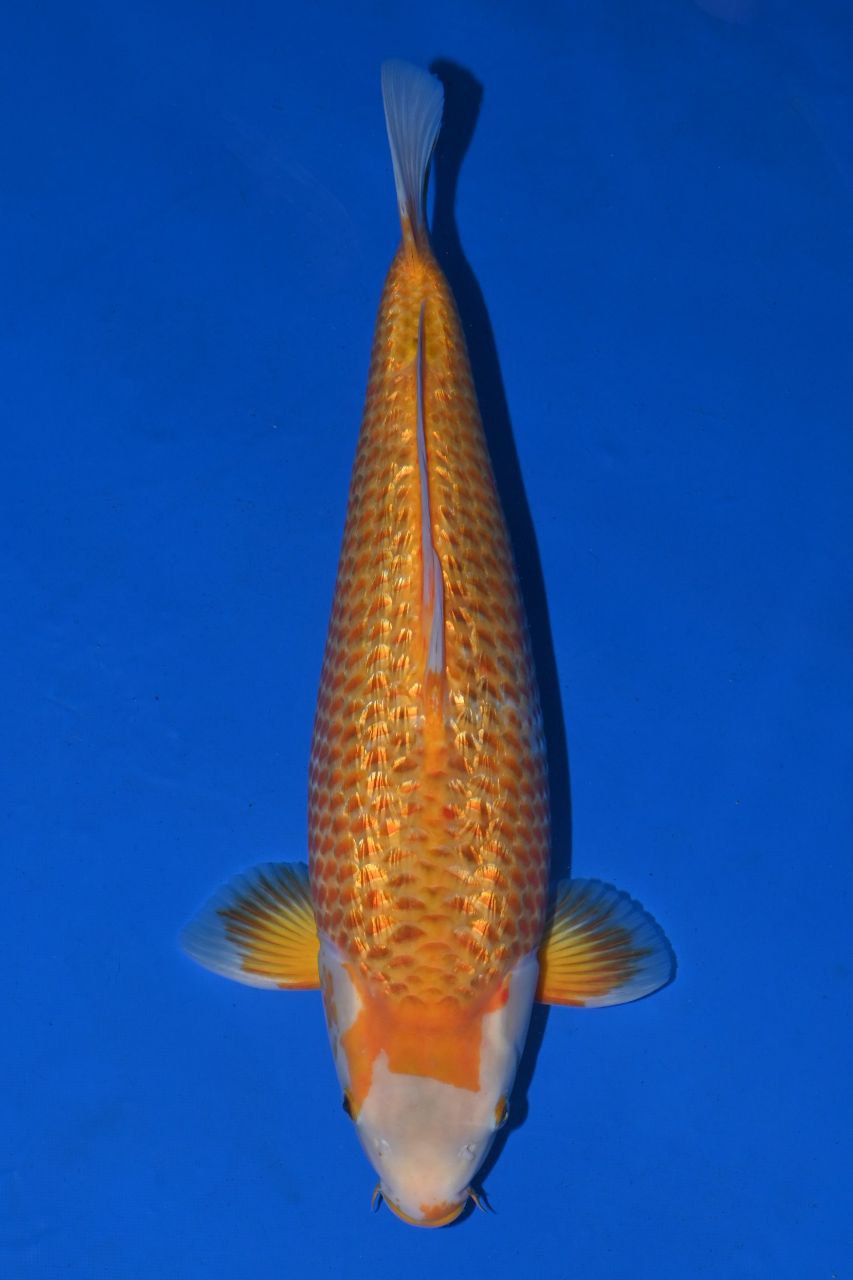 Japanse koi Taniguchi Ginrin Karashigoi Golden Corn Gosai 55 cm Female