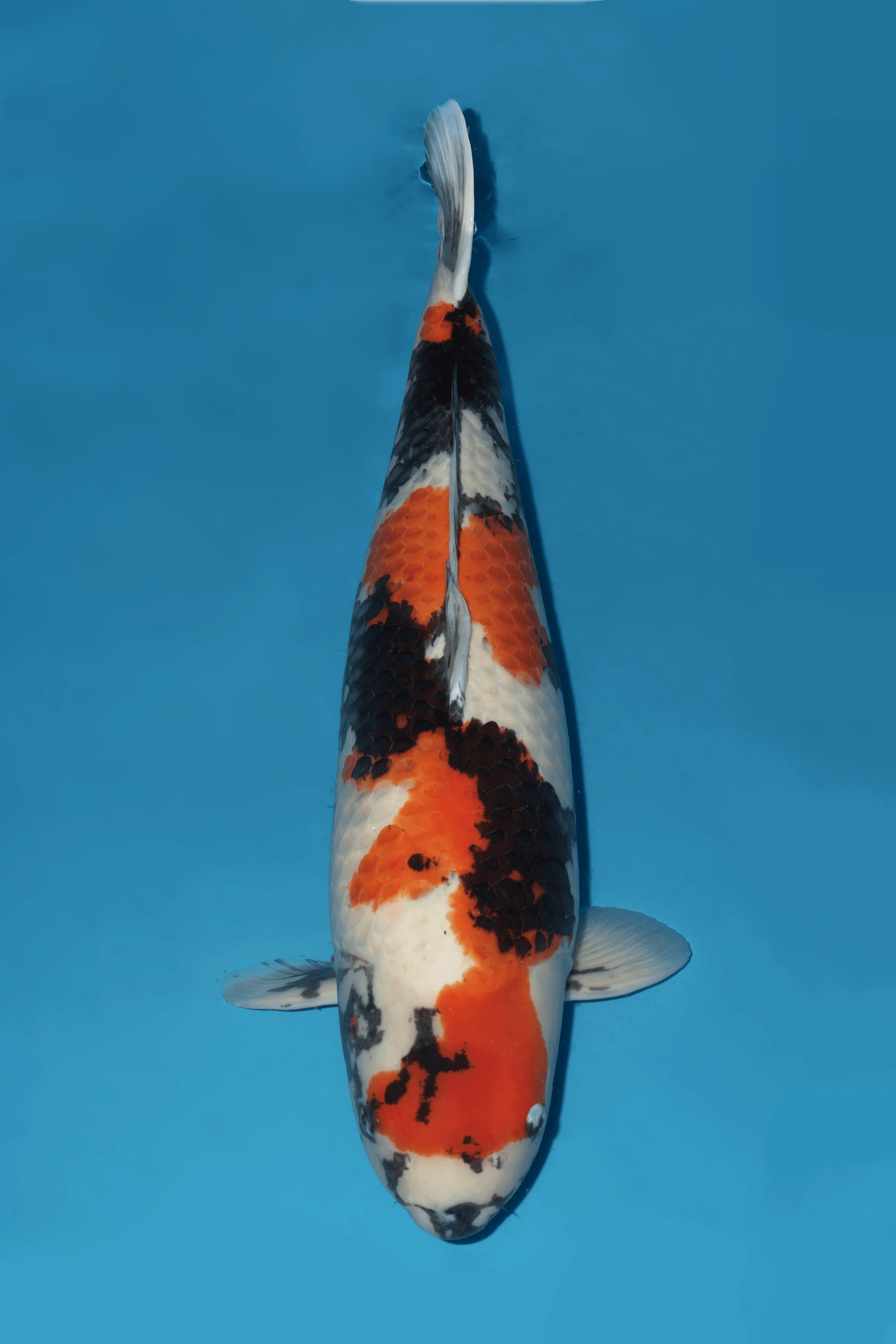 Japanse koi Momotaro Showa Rokusai + 88 cm Female
