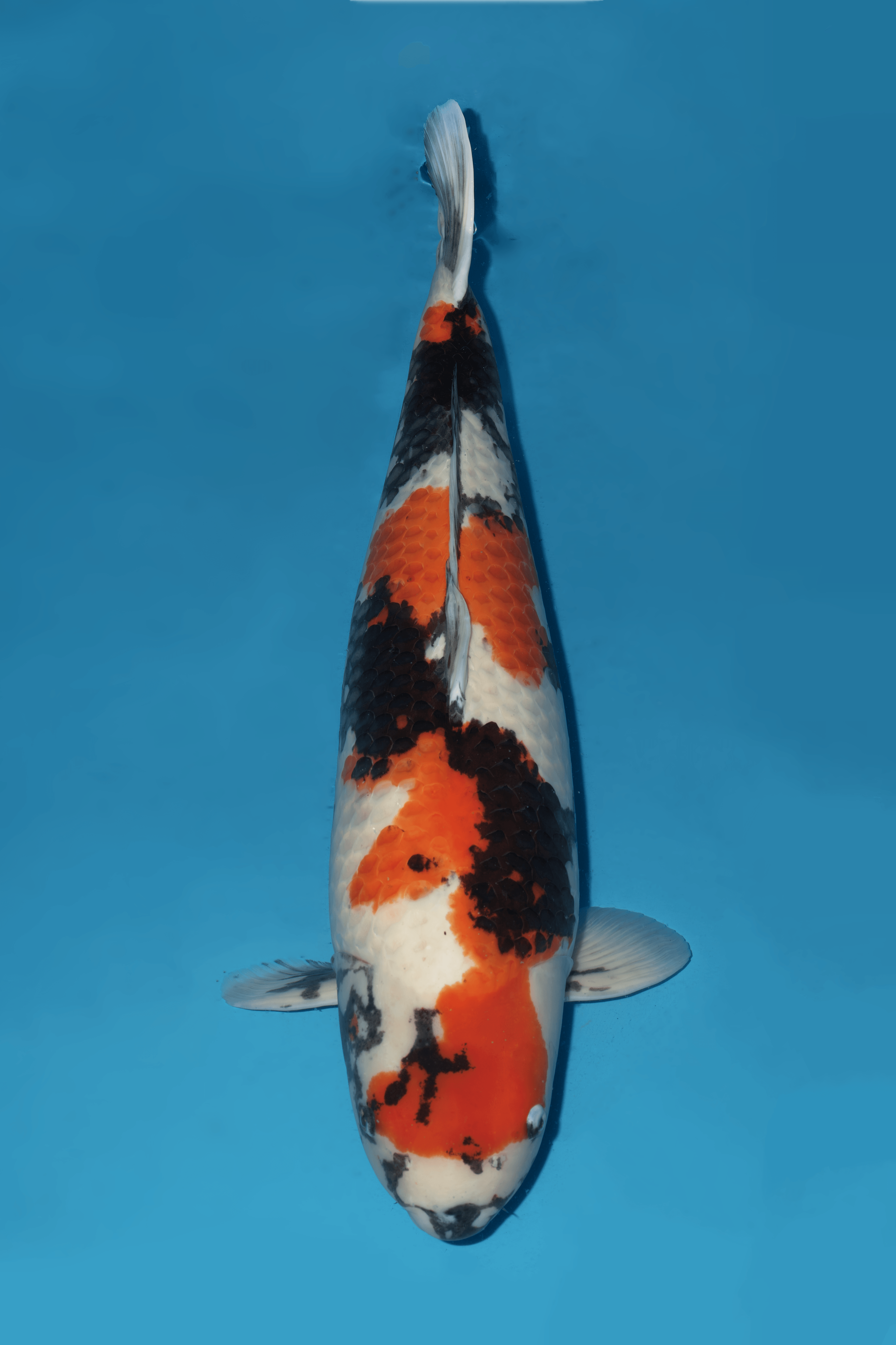 Japanse koi Momotaro   Showa Rokusai + 88cm