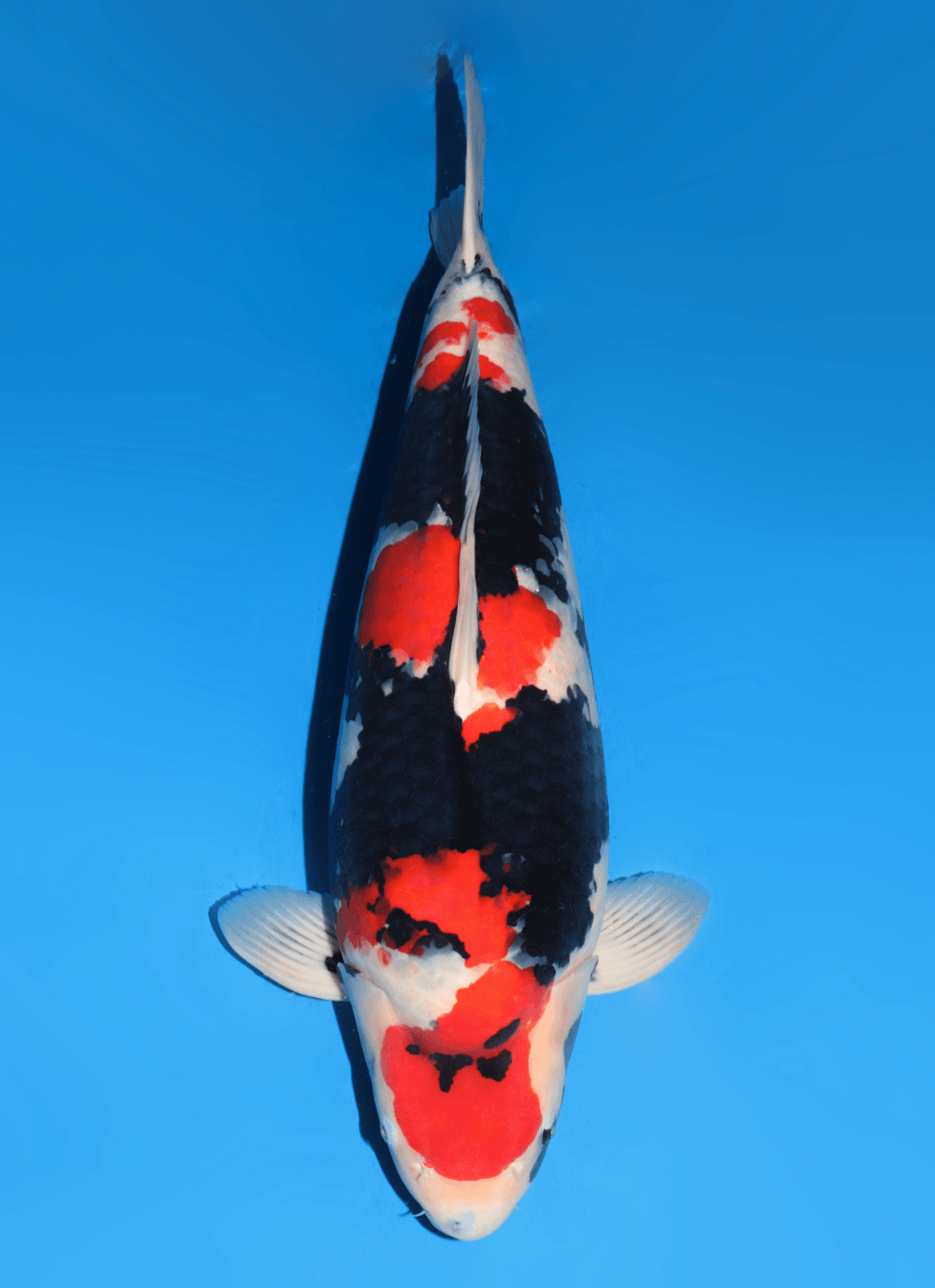 Japanse koi Dainichi MonaLisa  Showa Yonsai 74cm