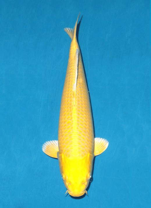 Japanse koi Ogata Yamabuki Ogon Izumiya Rokusai + 53 cm Female
