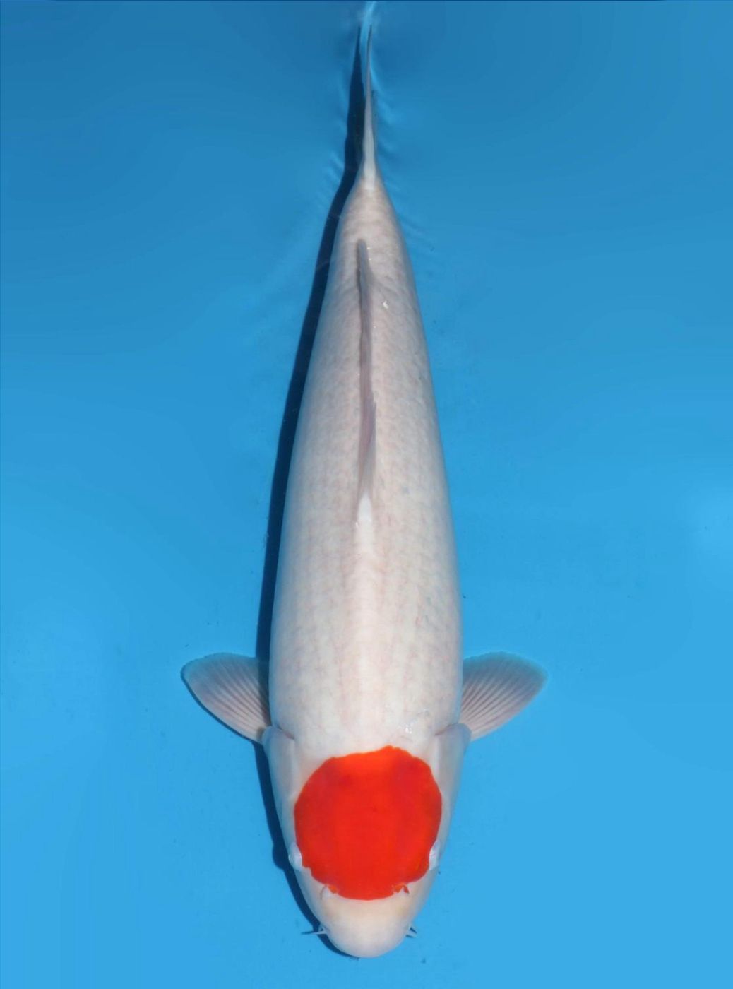 Japanse koi Dainichi Kohaku NewMiharaX Rokusai + 48 cm Male