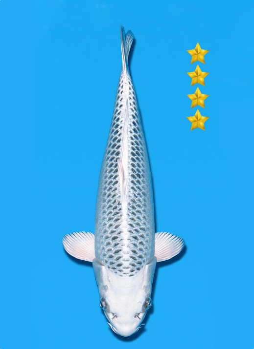 Japanse koi Ogata Omosako  Kin Matsuba Yonsai 34cm