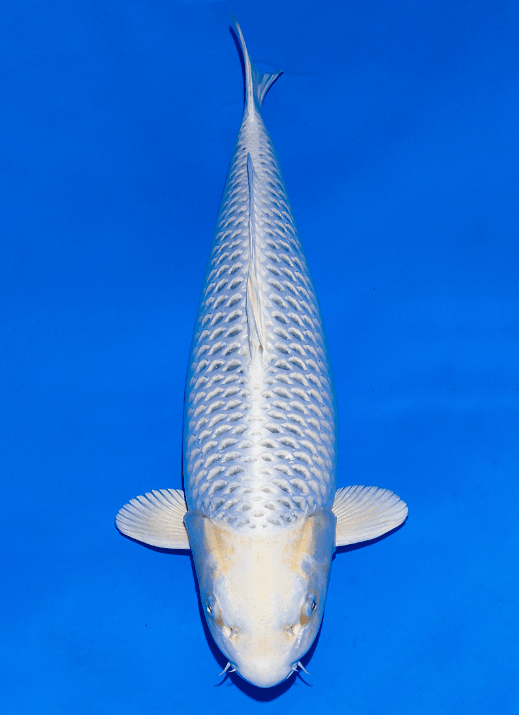 Japanse koi Ogata Omosako  Kin Matsuba Sansai 71cm