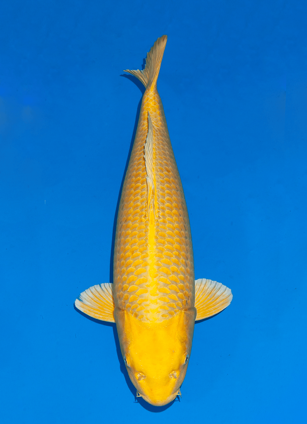 Japanse koi Ogata Metallic Yamabuki Ogon Izumiya Sansai 63 cm Female