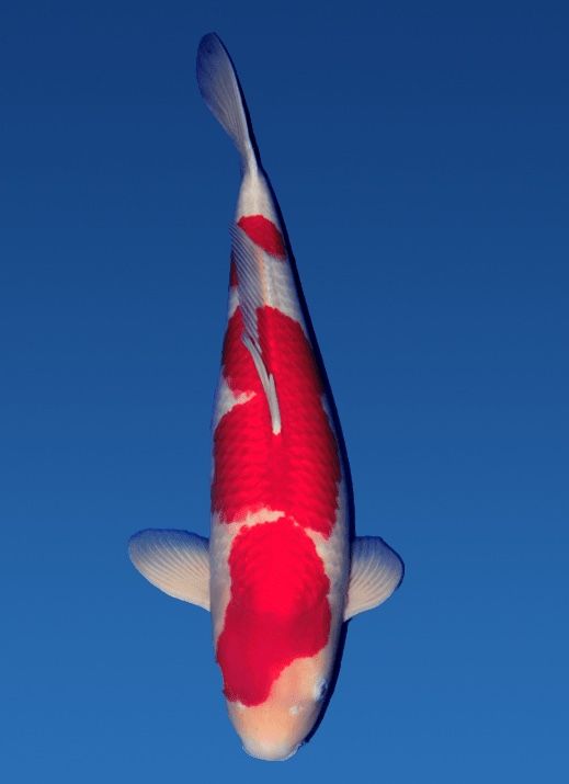 Japanse koi Okawa Kohaku Rokusai + 73 cm Female