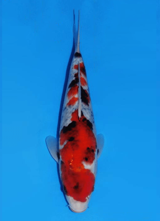 Japanse koi Dainichi Showa BigBang Rokusai + 31 cm Unknown
