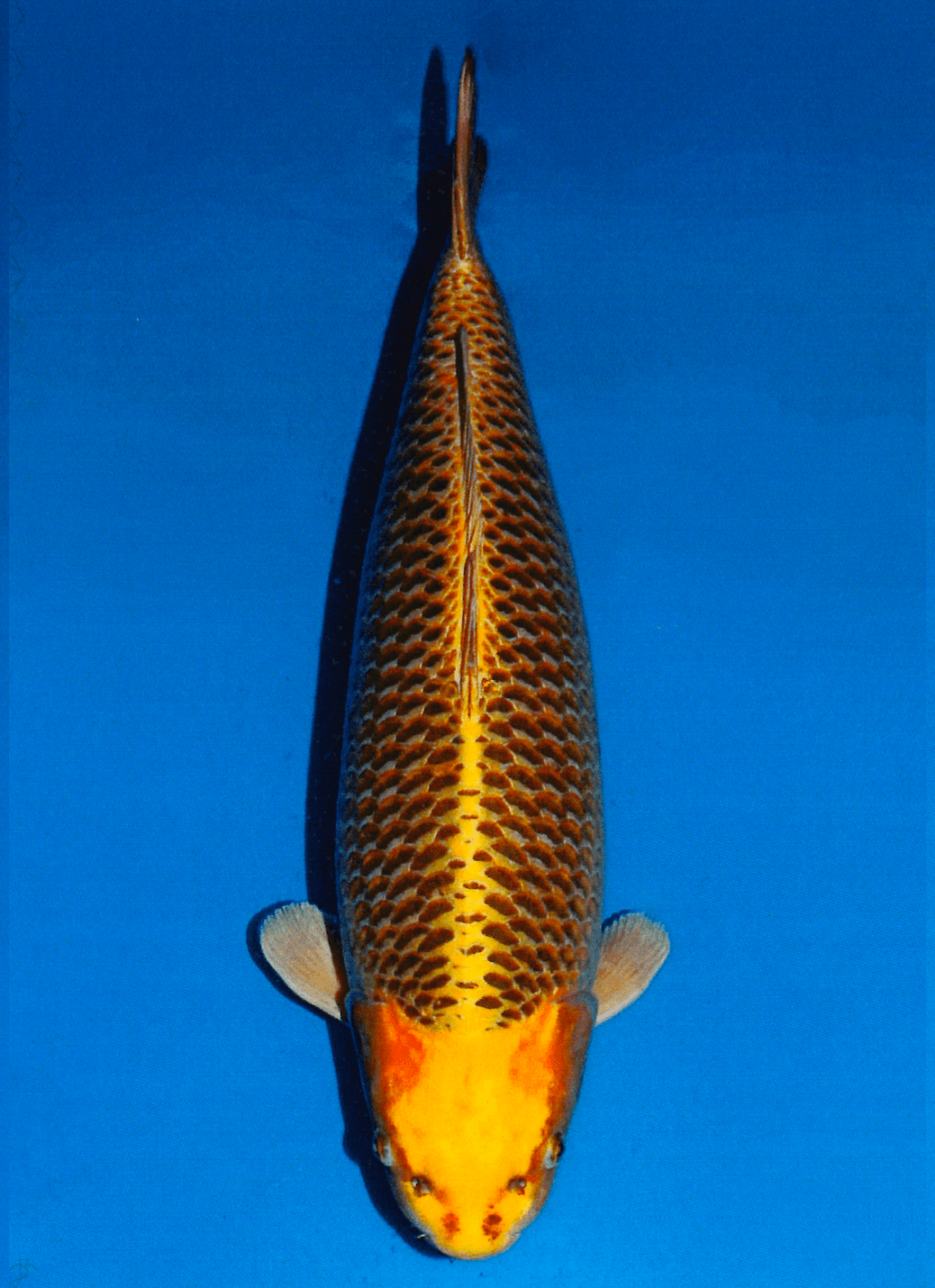 Japanse koi Dainichi Mukashi Ogon Botan Rokusai + 69 cm Female